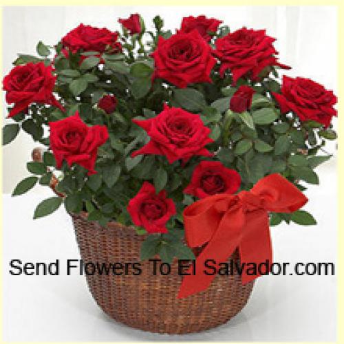 18 Elegantes Rosas Rojas