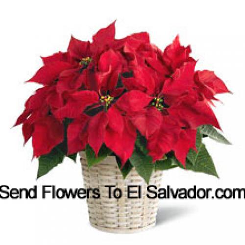 Schattige Poinsettia in Mand