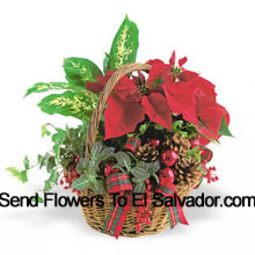 Esta duradera maceta de vacaciones presenta una variedad de resistentes plantas verdes de interior combinadas con un festivo mini poinsettia y adornadas con piñas y detalles. (Tenga en cuenta que nos reservamos el derecho de sustituir cualquier producto por un producto adecuado de igual valor en caso de no disponibilidad de cierto producto)