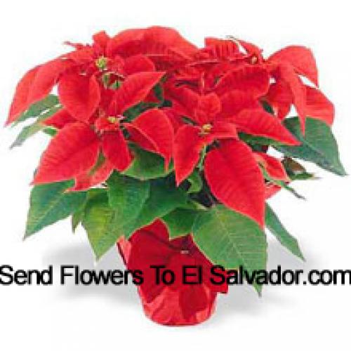 Belles poinsettias rouges