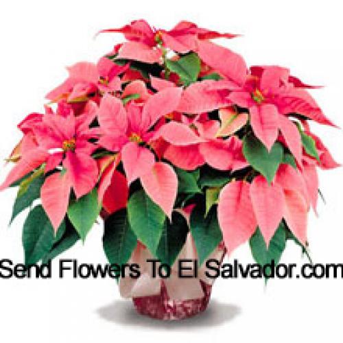 Élégantes poinsettias avec feuilles