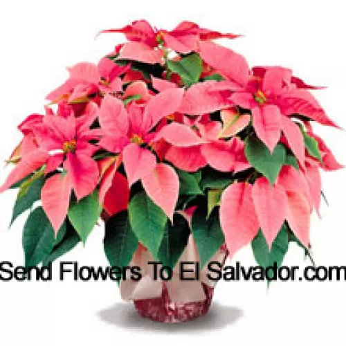 Un favorito duradero para el hogar o la oficina, nuestras poinsettias de alta calidad son una excelente manera de decir 'Felices Fiestas' con estilo (Tenga en cuenta que nos reservamos el derecho de sustituir cualquier producto por un producto adecuado de igual valor en caso de no disponibilidad de cierto producto)