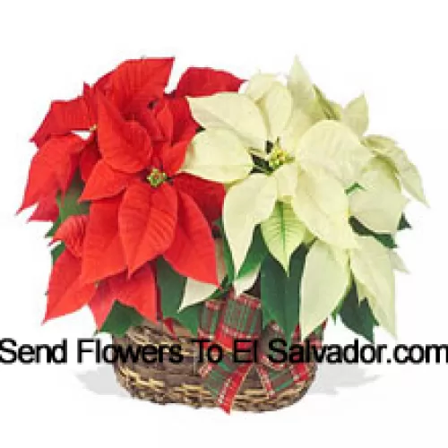 Duas poinsettias coloridas e duradouras combinadas em um cesto para um elegante presente de Natal! Uma é vermelha e a outra é branca, rosa ou outra cor popular. (Por favor, note que reservamos o direito de substituir qualquer produto por um produto adequado de valor igual em caso deindisponibilidade de determinado produto)